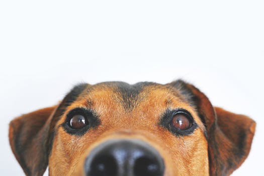 Image shows a Jack Russell dog peering over the lower part of the frame