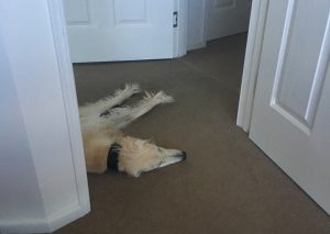 Rachel Amphlett crime fiction writer - Floyd the office dog 1
