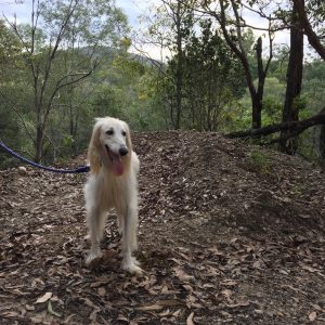 Rachel Amphlett crime fiction writer - Floyd the office dog 2