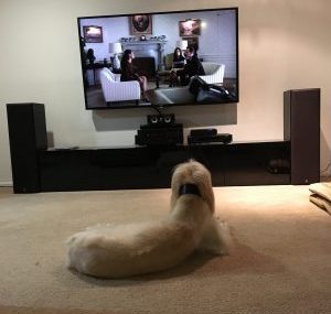 Rachel Amphlett crime fiction writer - Floyd the office dog watching Designated Survivor