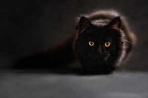 Black cat staring at camera